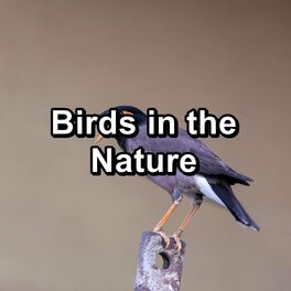 Album cover of Birds in the Nature