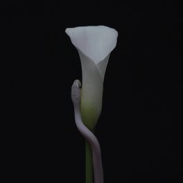 Album cover of Parrhesia