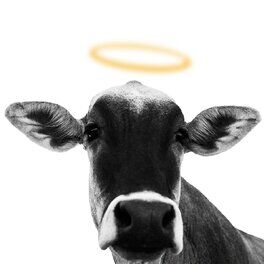 Album cover of Gado