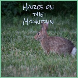 Album cover of Hares on the Mountain