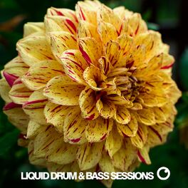 Album cover of Liquid Drum & Bass Sessions Vol 11