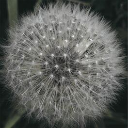 Album cover of Meanwhile Gardens