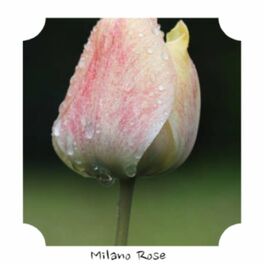 Album cover of Milano Rose