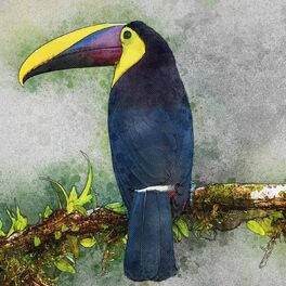 Album cover of Exotic Birds