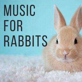 Album cover of Music For Rabbits