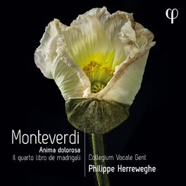 Album cover of Monteverdi: Il quarto libro de madrigali