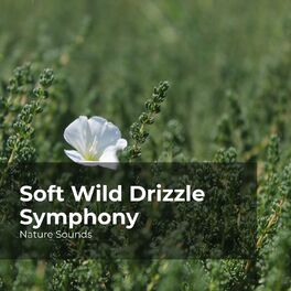 Album cover of Soft Wild Drizzle Symphony