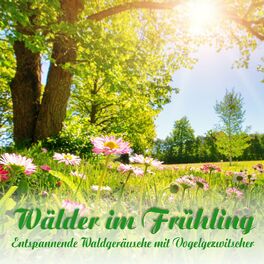 Album cover of Wälder im Frühling, entspannende Waldgeräusche mit Vogelgezwitscher