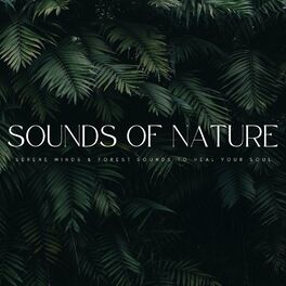Album cover of Sounds Of Nature: Serene Winds & Forest Sounds To Heal Your Soul