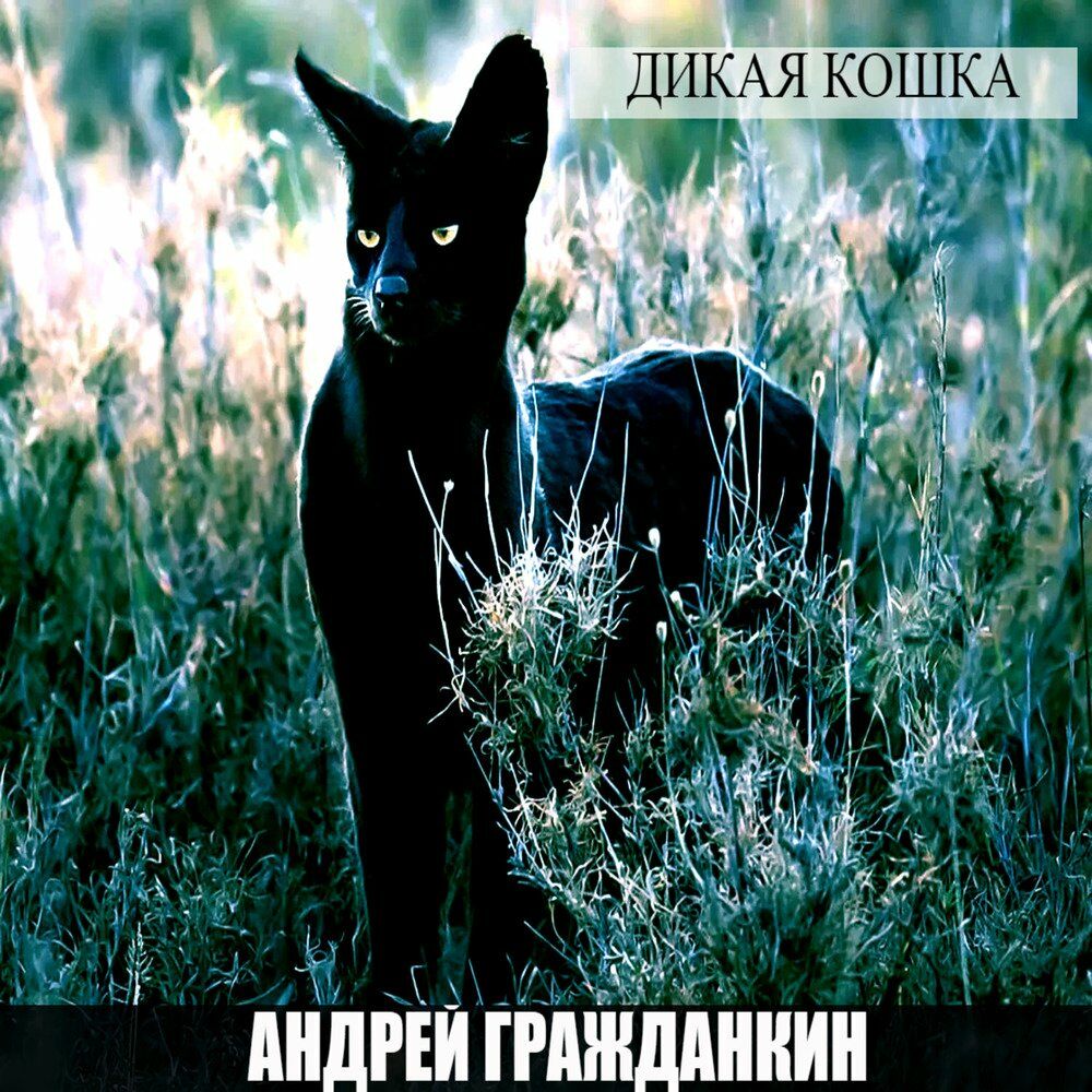 Кошечка mp3. Отелло певица Дикая кошка. 240 Ноль - человек и кошка.mp3.