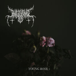 Album cover of Young Rose