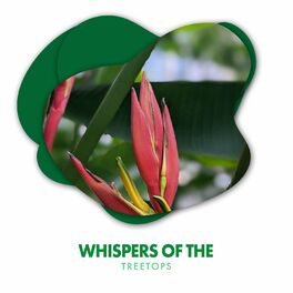 Album cover of Whispers of the Treetops