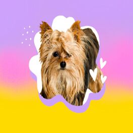 Album cover of Música Relajante Para Calmar Mascotas Agitados y Nerviosos
