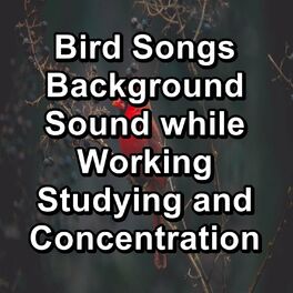 Album cover of Bird Songs Background Sound while Working Studying and Concentration