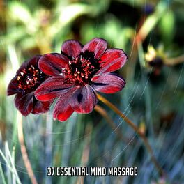 Album cover of 37 Essential Mind Massage