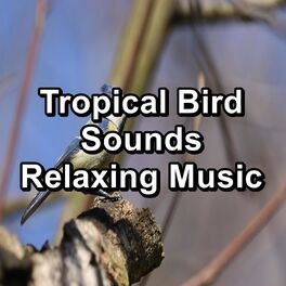 Album cover of Tropical Bird Sounds Relaxing Music