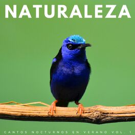 Album cover of Naturaleza: Cantos Nocturnos En Verano Vol. 1