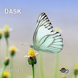 Album cover of Insecta