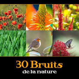 Album picture of 30 Bruits de la nature - Ambiance de la forêt avec bruit de l'eau, Vagues de la mer, Jardin sons