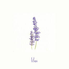 Album cover of Lilac