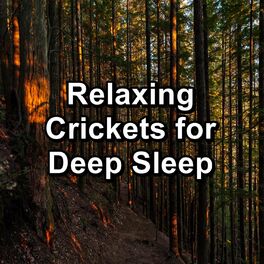 Album cover of Relaxing Crickets for Deep Sleep