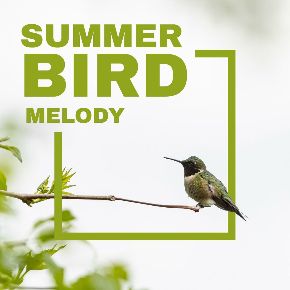 Listen the birds sing. Birds Group. Melody Bird. Listen to Birds singing.