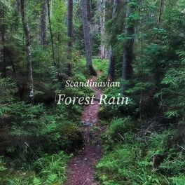 Album cover of Scandinavian Forest Rain