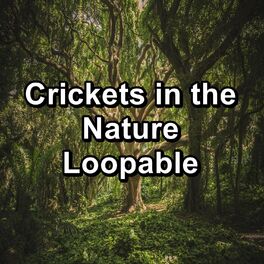 Album cover of Crickets in the Nature Loopable
