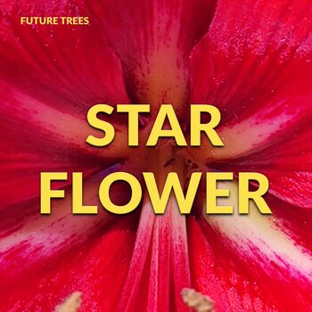 Starflower cover