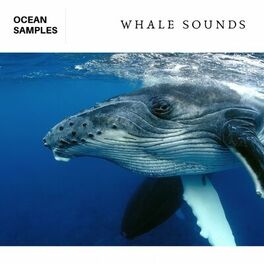 Album cover of Whale & Dolphin Sounds