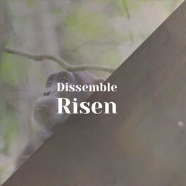 Album cover of Dissemble Risen
