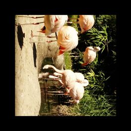 Album cover of Folded Flamingoes