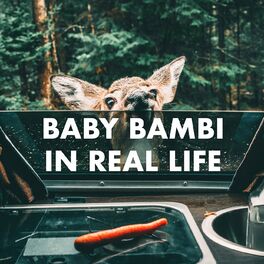 Album cover of Baby Bambi In Real Life