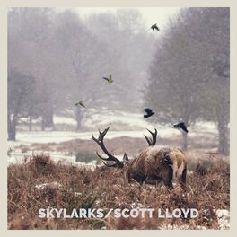 Album cover of Skylarks