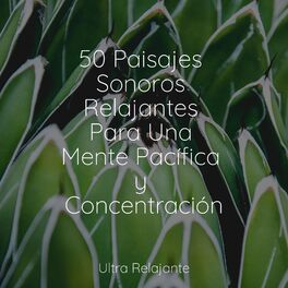 Album cover of 50 Paisajes Sonoros Relajantes Para Una Mente Pacífica y Concentración