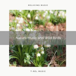 Album cover of ! ! ! ! ! ! ! ! ! ! Nature Music and Wild Birds
