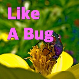 Album cover of Like A Bug