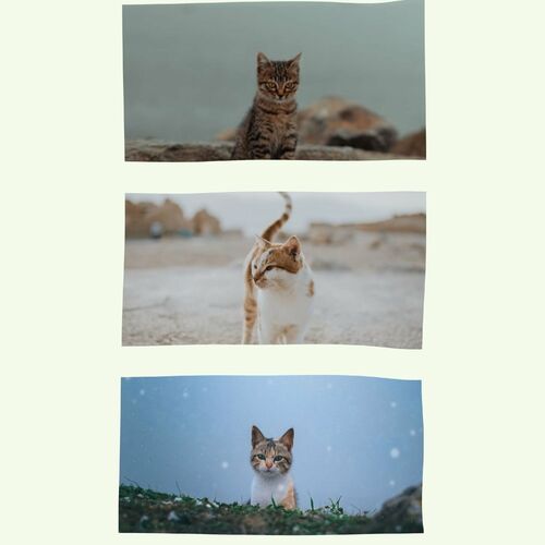 Ascolta Scintillating Background Music for Lonely Cat di For Cats Only |  Canzoni e testi | Deezer