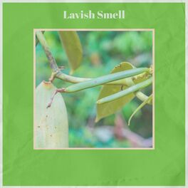 Album cover of Lavish Smell