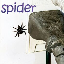 Album cover of spider