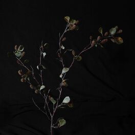 Album cover of Birki