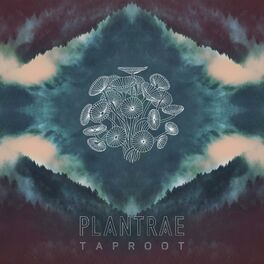 Album cover of Taproot