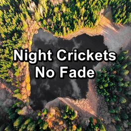 Album cover of Night Crickets No Fade