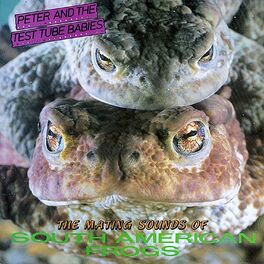 Album cover of The Mating Sounds of South American Frogs