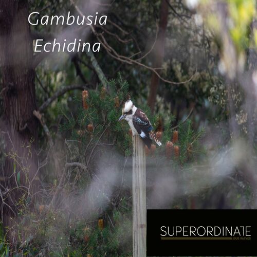  Gambusia - Echidna (2023) 
