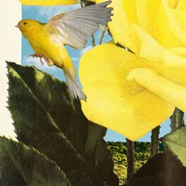 Album cover of Canary