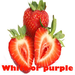 Album cover of White or Purple
