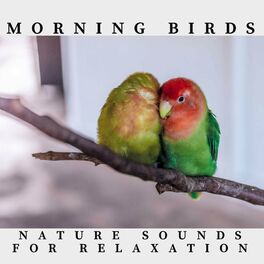 Album cover of Morning Birds