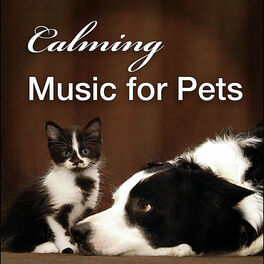 can music relax dogs