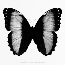 Album cover of Monochrome Butterflies